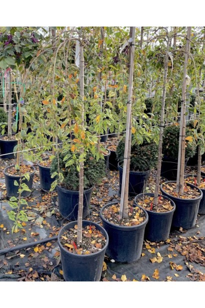 Сакура повисла Фрілі Фок на штамбі - саджанці в контейнері